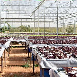 perforated ground film, Vapor Barrier film, Greenhouse film, Agricultural Panda Film, Reflective Maylar Film 9