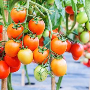 Weed control Mat, Ground Cover, Flower Bed, Mulch, Pavers, Edging, Garden Stakes, Weed Barrier,  Landscape 17