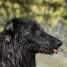 Portable Shower Bag, Travel Wash Kit, Camping Accessory, Outdoor Travel Camping Hiking, Pump, Sprayer 12