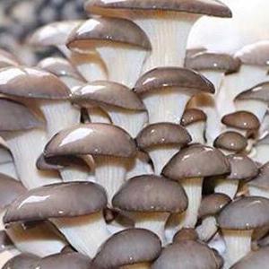 Autoclavable Mushroom Growing Bags, Mushroom Spawn Bags, Stand Up Durable Bags, Garden Supplies, Breathable 5