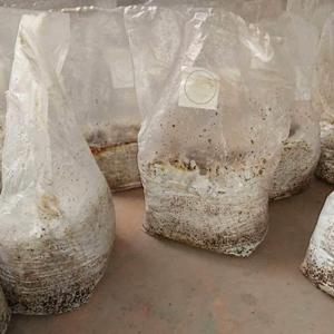 Autoclavable Mushroom Growing Bags, Mushroom Spawn Bags, Stand Up Durable Bags, Garden Supplies, Breathable 6