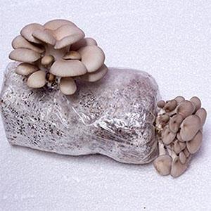 Autoclavable Mushroom Growing Bags, Mushroom Spawn Bags, Stand Up Durable Bags, Garden Supplies, Breathable 8